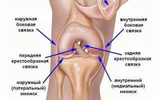 Для чего нужны связки коленного сустава
