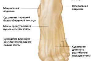 Что такое лодыжка и где она находится