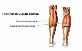 Анатомические особенности и возможные патологии камбаловидной мышцы
