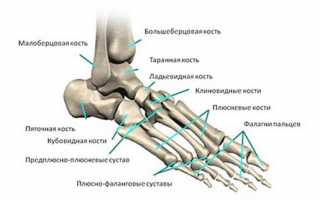 Полезные сведения о костях стопы