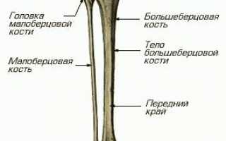 Анатомия малоберцовой кости