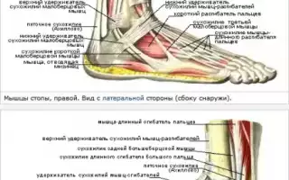 Как устроен и функционирует голеностопный сустав